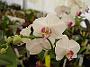 Tinonee-orchids-2 033